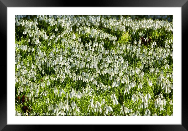 snowdrop flower field Framed Mounted Print by Simon Johnson
