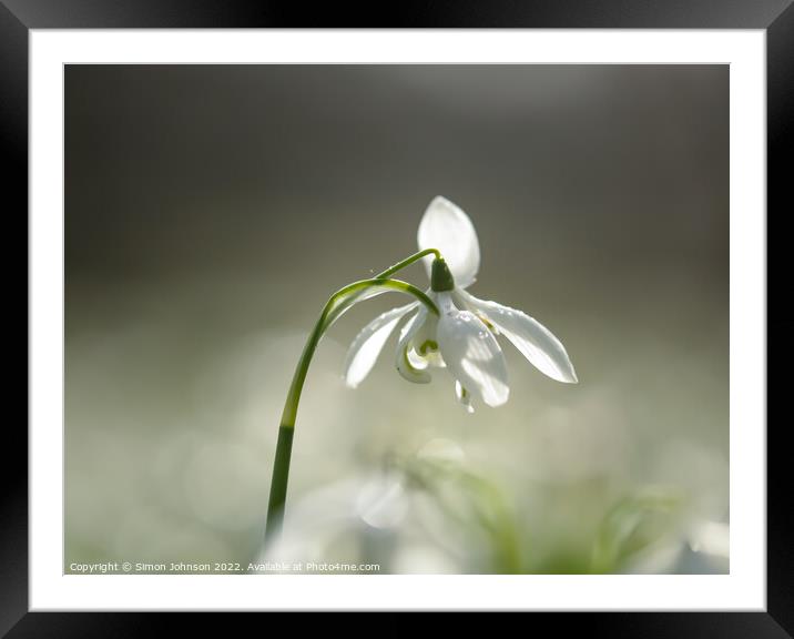 Snowdrop close up Framed Mounted Print by Simon Johnson