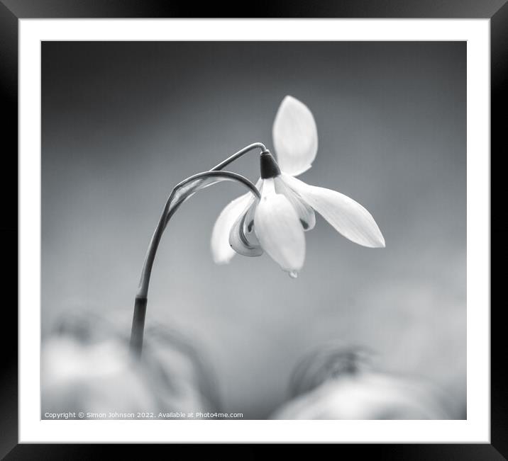 Snowdrop Flower  Framed Mounted Print by Simon Johnson
