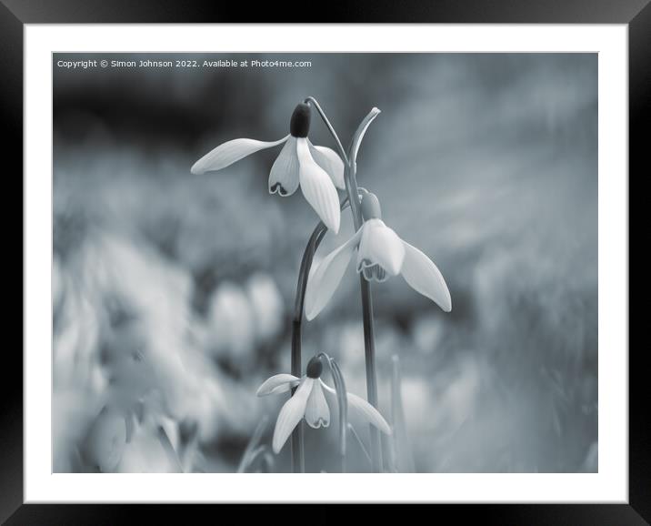 triple Snowdrops  Framed Mounted Print by Simon Johnson