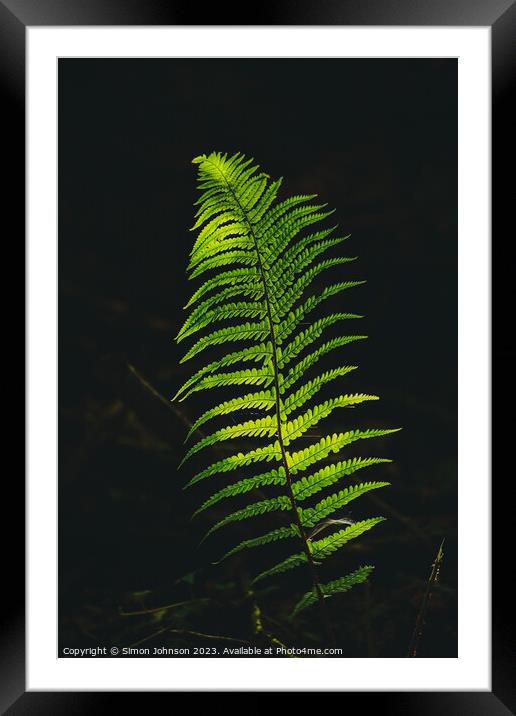 luminous fern Framed Mounted Print by Simon Johnson