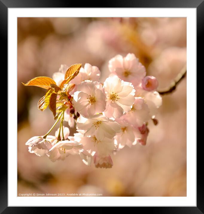 spring Blossom Framed Mounted Print by Simon Johnson