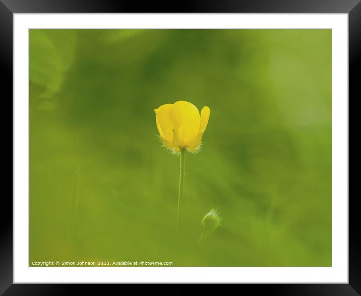  buttercup flower Framed Mounted Print by Simon Johnson