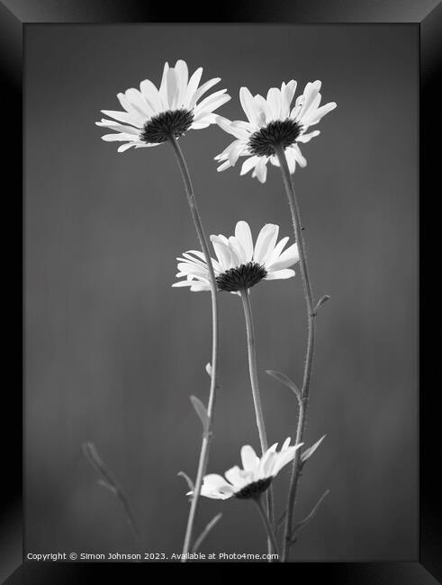 Four Daisy flowers monochrome  Framed Print by Simon Johnson