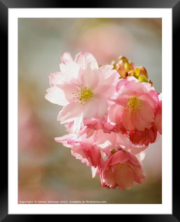 Cherry blossom  Framed Mounted Print by Simon Johnson