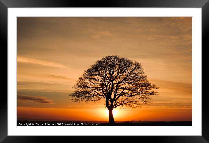 Tree Silhouette at sunrise Framed Mounted Print by Simon Johnson