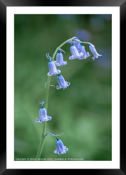 Bluebell  flower Framed Mounted Print by Simon Johnson
