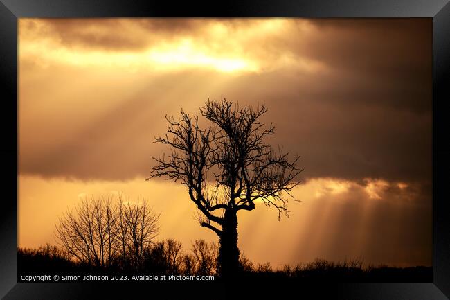 Sunset tree Framed Print by Simon Johnson