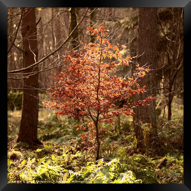 Sunlit Beech tree Framed Print by Simon Johnson