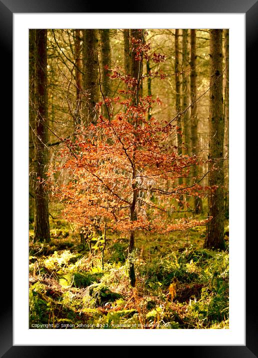 Sunlit Beech tree Framed Mounted Print by Simon Johnson