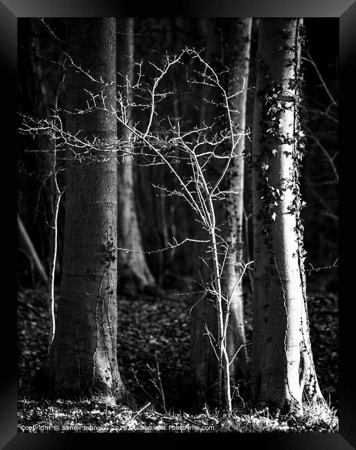 woodland light  Framed Print by Simon Johnson