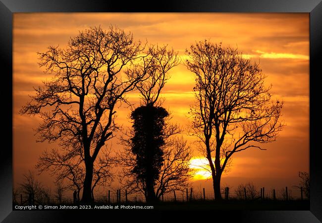 Tree silhouettes at sunrise Framed Print by Simon Johnson