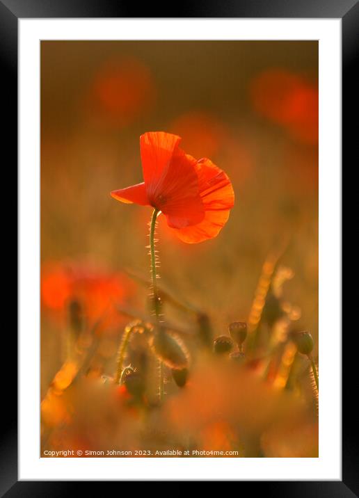 Sunlit poppy  Framed Mounted Print by Simon Johnson