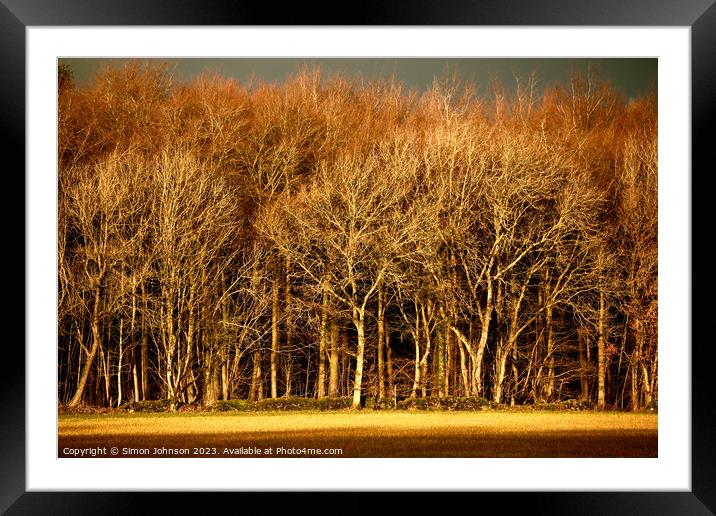 sunlit trees Framed Mounted Print by Simon Johnson