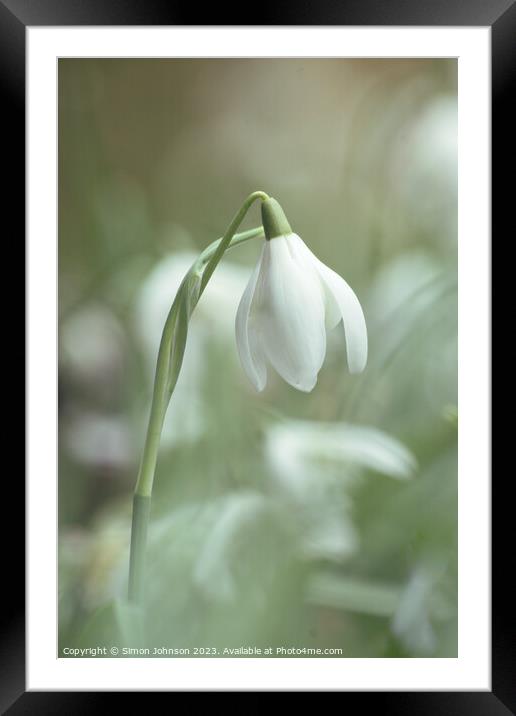 Snowdrop flower  Framed Mounted Print by Simon Johnson