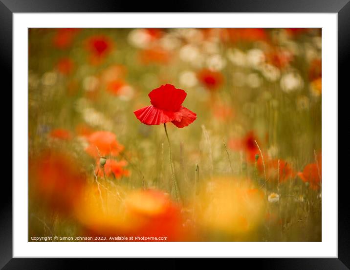 Poppy flower Framed Mounted Print by Simon Johnson