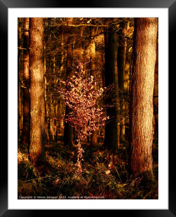 Sunlit Beech tree  Framed Mounted Print by Simon Johnson