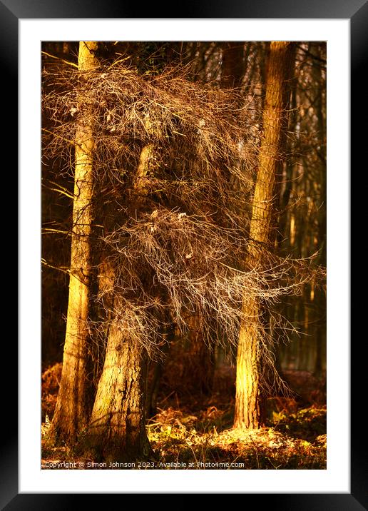 Sunlit woodland  Framed Mounted Print by Simon Johnson