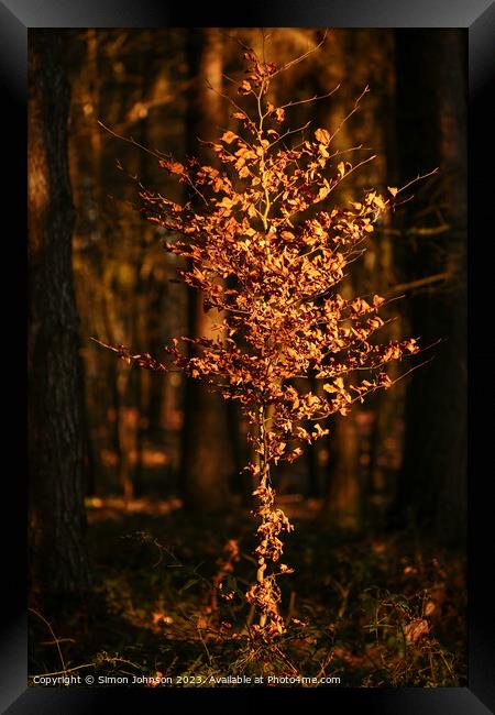 Sunlit Beech tree Framed Print by Simon Johnson