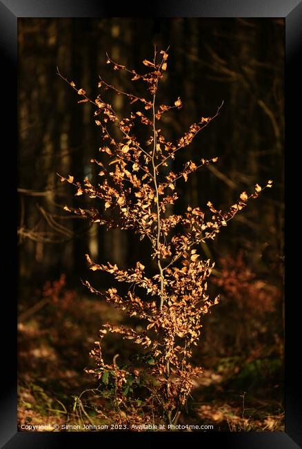 A christmas tree lit up at night Framed Print by Simon Johnson