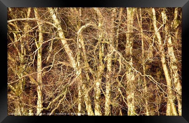  silver Birch trees Framed Print by Simon Johnson