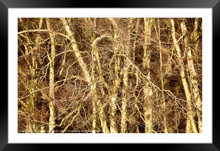  silver Birch trees Framed Mounted Print by Simon Johnson