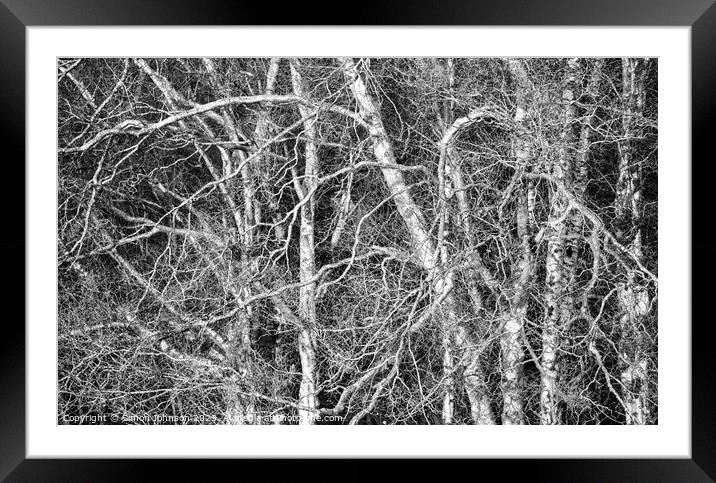 silver birch  Monochrome  Framed Mounted Print by Simon Johnson