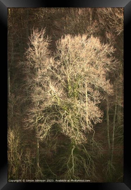 Sunlit Woods  Framed Print by Simon Johnson