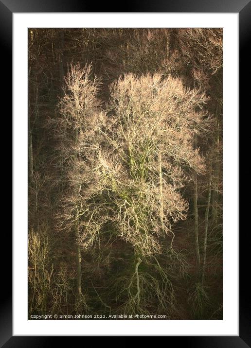 Sunlit Woods  Framed Mounted Print by Simon Johnson