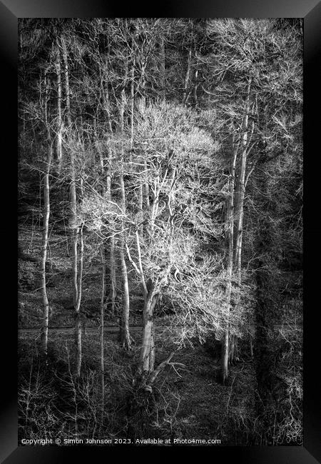 Sunlit tree in monochrome  Framed Print by Simon Johnson
