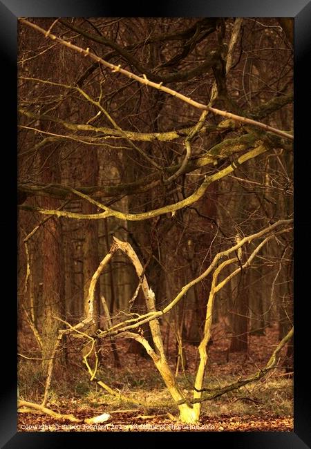 woodland shapes Framed Print by Simon Johnson