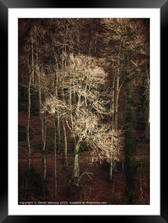 Sunlit tree Framed Mounted Print by Simon Johnson