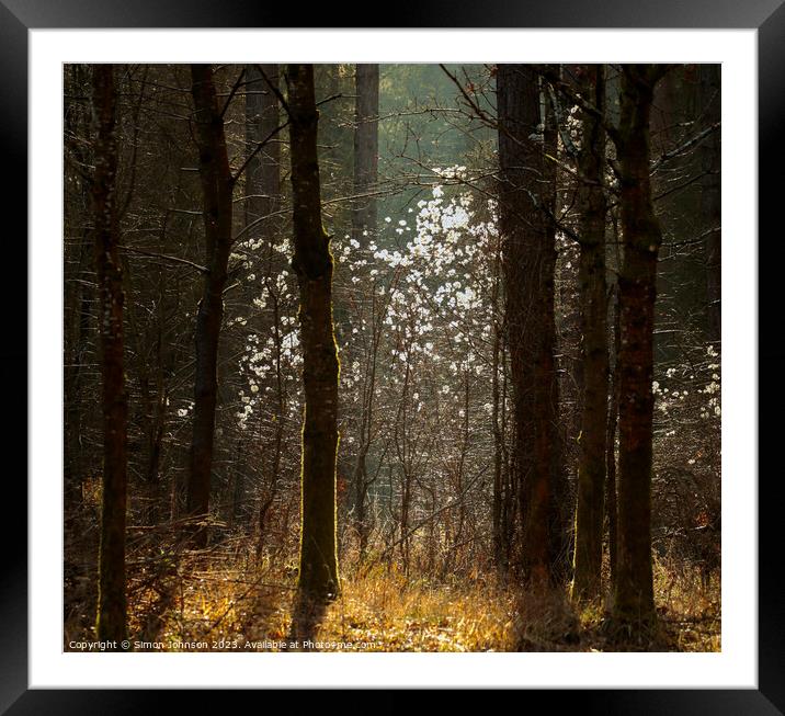 sunlit woodland  Framed Mounted Print by Simon Johnson