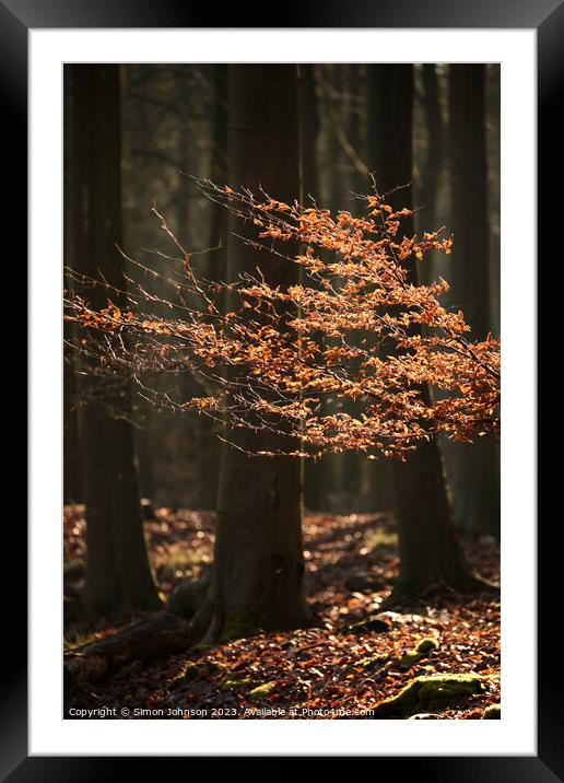 Sunlit leaves  Framed Mounted Print by Simon Johnson