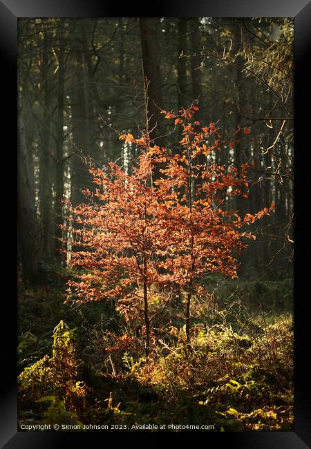 Sunlit beech trees Framed Print by Simon Johnson