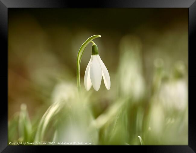 A close up of a sunlit Snowdrop flower Framed Print by Simon Johnson