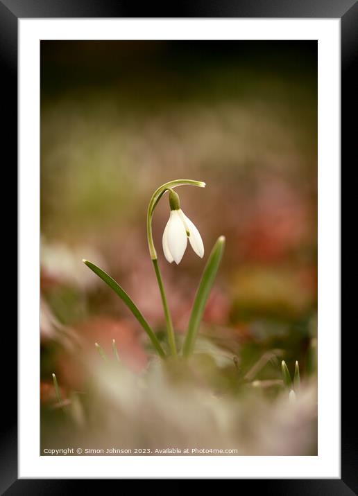 Lone Snowdrop Framed Mounted Print by Simon Johnson