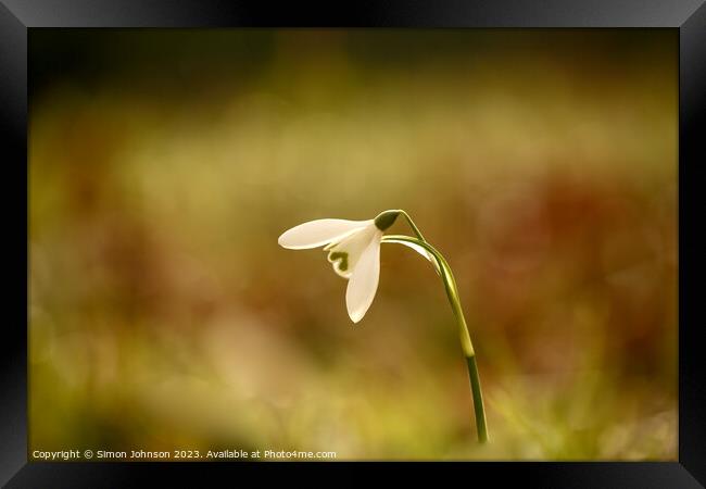 A close up of a  snowdrop flower  Framed Print by Simon Johnson