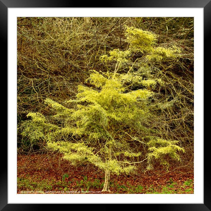 leaning tree Framed Mounted Print by Simon Johnson