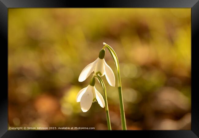 Close up of Sunlit Snowdrop flowers Framed Print by Simon Johnson