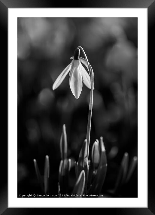 Snowdrop in monochrome  Framed Mounted Print by Simon Johnson