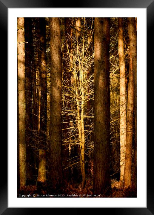 Plant tree Framed Mounted Print by Simon Johnson