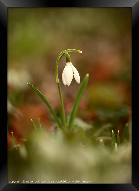 Snowdrop flower Framed Print by Simon Johnson