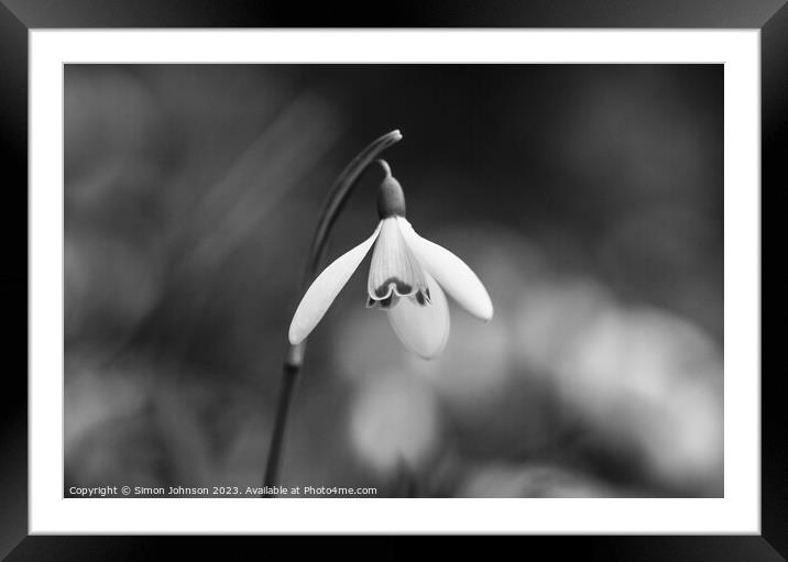 Snowdrop in monochrome  Framed Mounted Print by Simon Johnson
