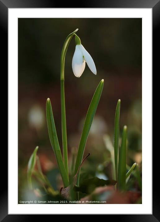 Snowdrop  Framed Mounted Print by Simon Johnson