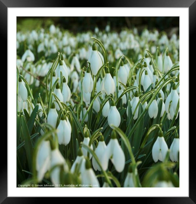 Snowdrops Framed Mounted Print by Simon Johnson