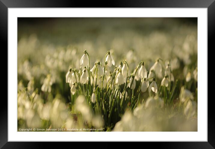 field of Snowdrops Framed Mounted Print by Simon Johnson