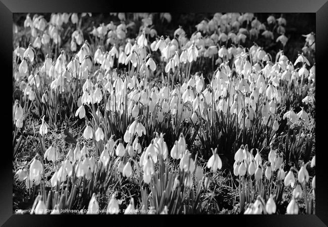 Snowdrop flowers Framed Print by Simon Johnson