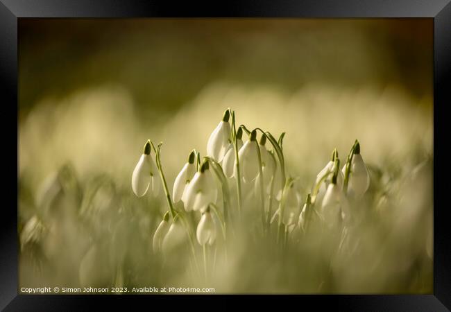 A close up of sunlit Snowdrops Framed Print by Simon Johnson