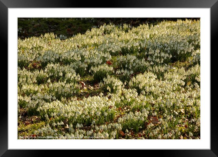 Snowdrop field Framed Mounted Print by Simon Johnson